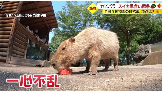 ヘチマ(埼玉県こども自然動物公園)は王者の貫禄