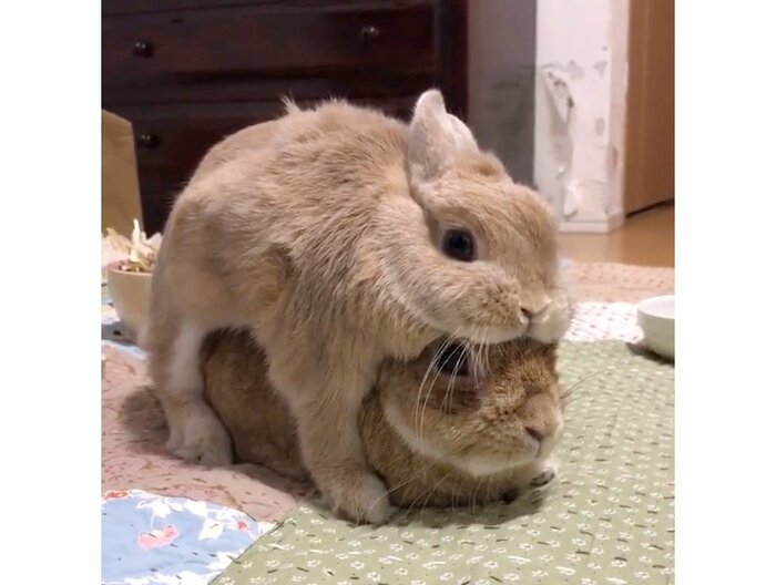 上:ジミーくん 下:かんぺいくん(提供:さんでんさん)