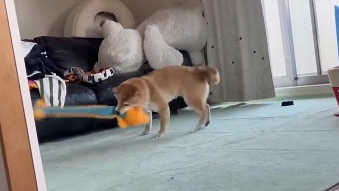 おもちゃを振り回して遊ぶわらびちゃん