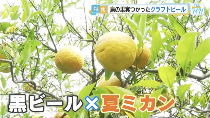 大崎上島産の夏ミカンを使った黒ビールに挑戦
