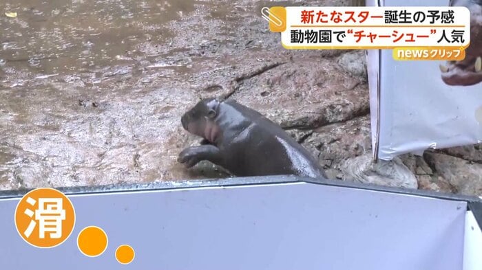足を滑らせて必死に立とうとするムーデーン