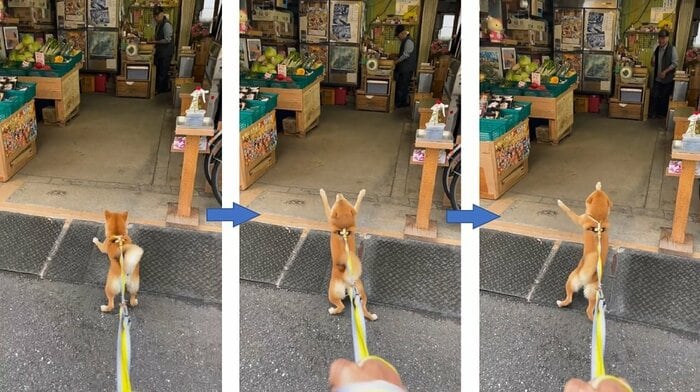 青果店のおっちゃんを呼ぶマメちゃん