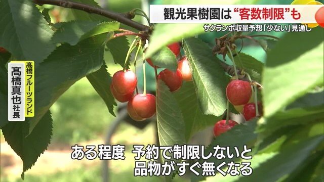 この園地ではサクランボ狩りと贈答用の両方に対応するため「実の確保」が大切