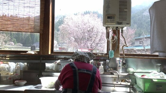 調理場から望む桜