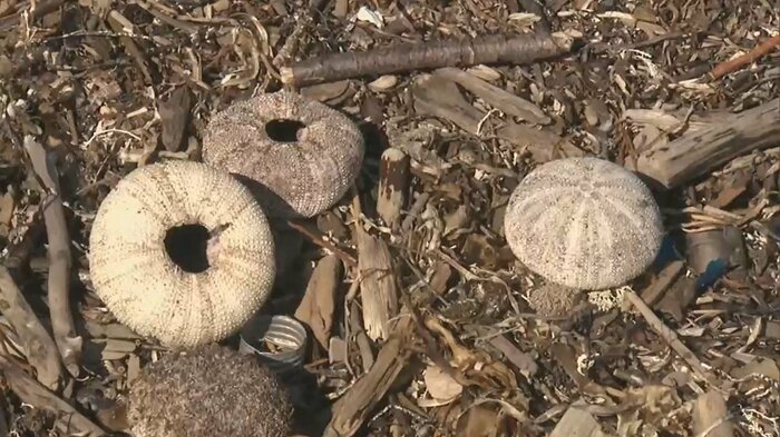 プランクトン「カレニア・セリフォルミス」による貝類への被害も懸念される