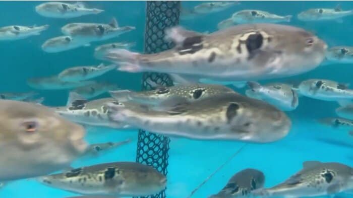 水槽の中を泳ぐゲノム編集トラフグ
