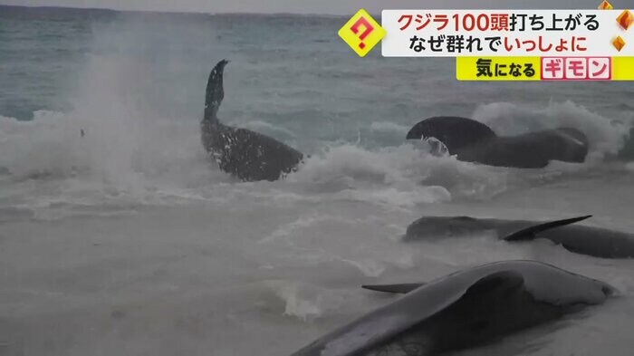 尾びれをばたつかせ暴れるクジラ
