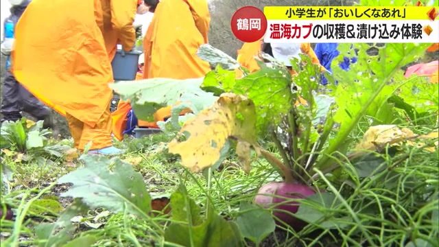 収穫の様子