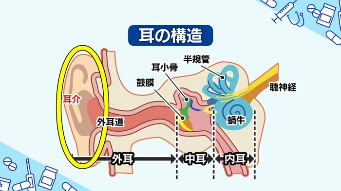 耳の構造