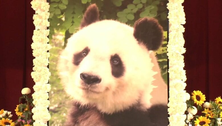 【速報】王子動物園で死んだパンダ「タンタン」剥製・骨格標本を中国に返還 神戸市が約730万円かける｜FNNプライムオンライン