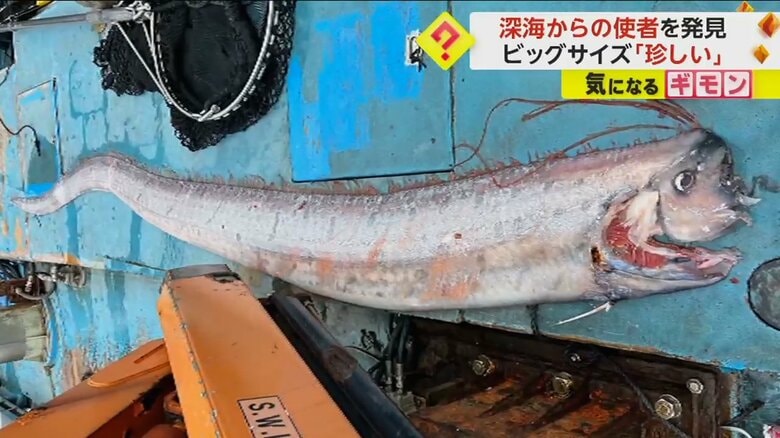 深海からの使者“リュウグウノツカイ”　全長約5mのビッグサイズ　漁師「大漁の前兆だと思う」　福井・小浜市｜FNNプライムオンライン