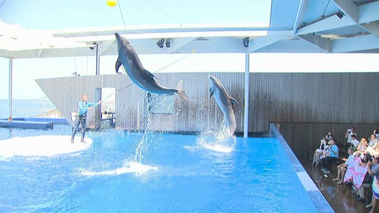 夏休みにもおススメ!“イルカショー”で観客びしょ濡れ 間近で大迫力のパフォーマンス｢水浴びて涼しくなって｣｜FNNプライムオンライン