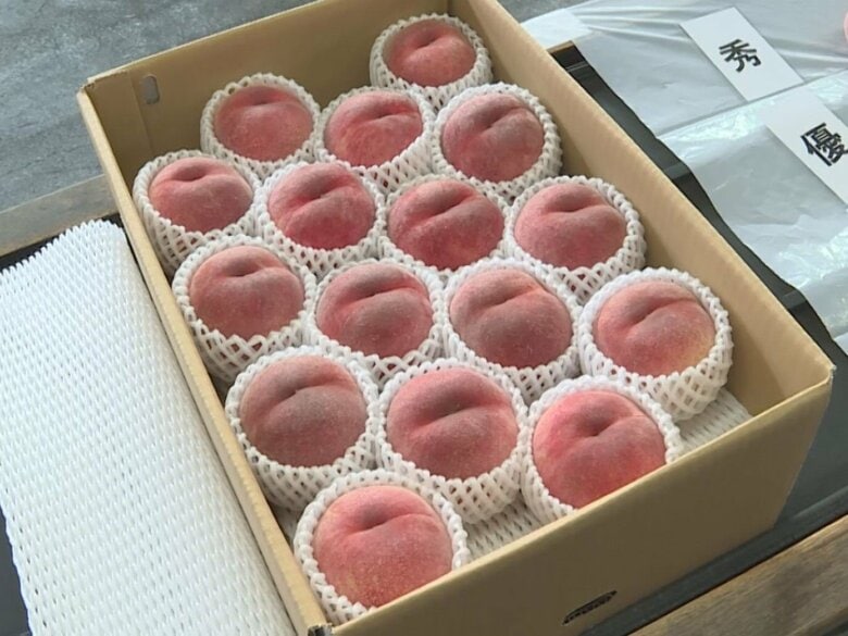 柔らかく瑞々しい…飛騨桃の主力品種“白鳳” 天候に恵まれ 生産者も胸を張る例年以上の出来栄えに｜FNNプライムオンライン