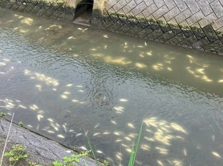 【原因不明】川で魚が大量死「ざっと見ても数千匹」200メートルにわたり漂う…油の流出は確認されず今後詳しく調査＜北海道函館市＞｜FNNプライムオンライン