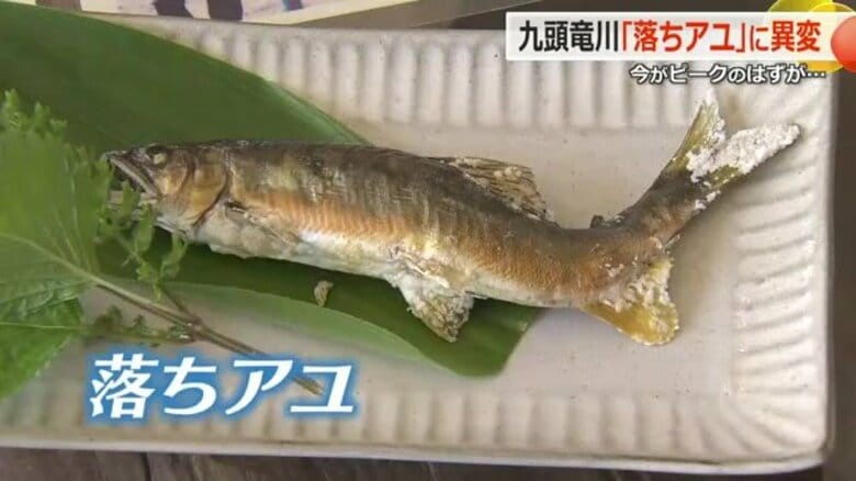 お腹ポンポンに膨れた“子持ちアユ”はお預け　「網を打っても1匹だけ」　水温が5度も上昇…九頭竜川の「落ちアユ」漁に残暑の影響　｜FNNプライムオンライン