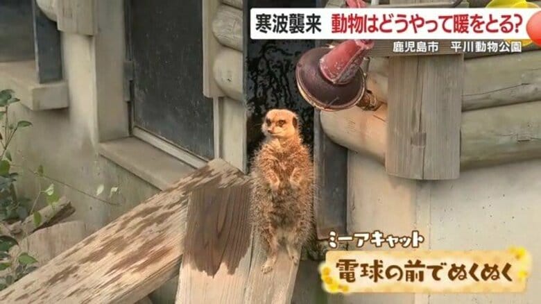 「電球の前が特等席」ミーアキャット　カバは“温泉シャワー”でぬくぬく　動物たちの“寒さ対策”図鑑｜FNNプライムオンライン
