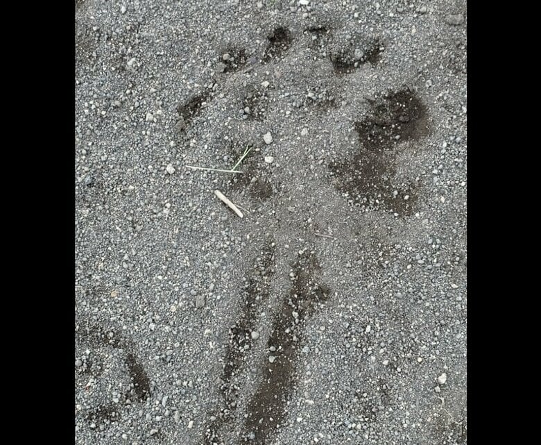 【ヒグマ速報】深夜の住宅街に”体長2メートル”のクマ出現＿公園内をのしのし歩いたか？足跡クッキリ…警察が緊急出動、周辺住民に注意呼びかけ〈北海道苫小牧市〉｜FNNプライムオンライン