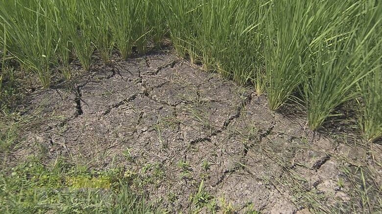 「雨ごい祭りでもしなくちゃ」コメ農家が水不足で悲鳴　記録的な少雨、7月降水量は8ミリ　土は白く乾き、亀裂が…イネが黄色く変色　市も危機感、対策に乗り出す｜FNNプライムオンライン