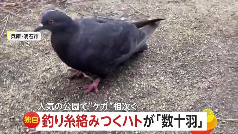 【独自】釣り糸からんだ“数十羽のハト”　けが相次ぐ…「見るのがつらい」　釣り人の放置糸が原因か　兵庫・明石市　｜FNNプライムオンライン