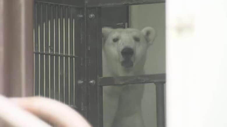 とべ動物園のアイドル・ホッキョクグマのピース　７日から一般公開を再開　たくさんのエールに感謝【愛媛】｜FNNプライムオンライン