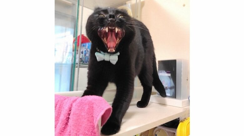 「どうしてうちの猫は…」天使のような可愛い顔があくびをすると“妖怪”に！？普段の姿とのギャップがすごい｜FNNプライムオンライン