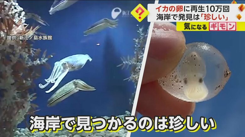 【何だコレ！？】海岸で発見“透明なブドウ”　不思議な物体の正体は“コウイカの卵”　専門家「珍しい状態」　鹿児島｜FNNプライムオンライン