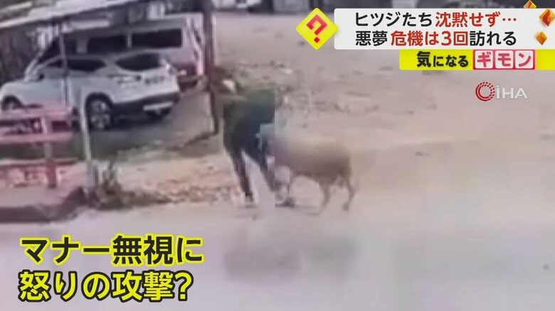 沈黙しない羊たち…マナー違反者？に突進し体当たり　2回目のヒツジ襲来に投石で応戦も…傍観者に3回目の危機　トルコ｜FNNプライムオンライン