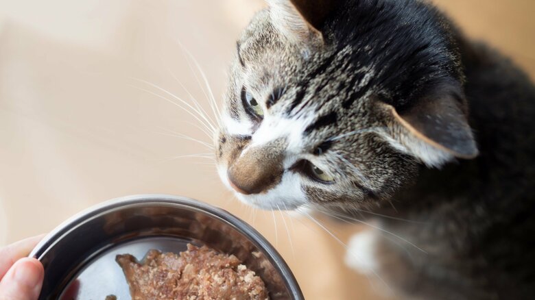 猫の“腎臓病リスク”が気になるなら「毎日の食事」がカギ。見逃すと尿毒症で手遅れに…獣医師が教える原因と対策｜FNNプライムオンライン