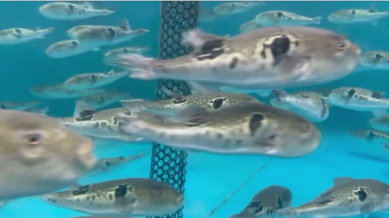 水槽の中を泳ぐゲノム編集トラフグ