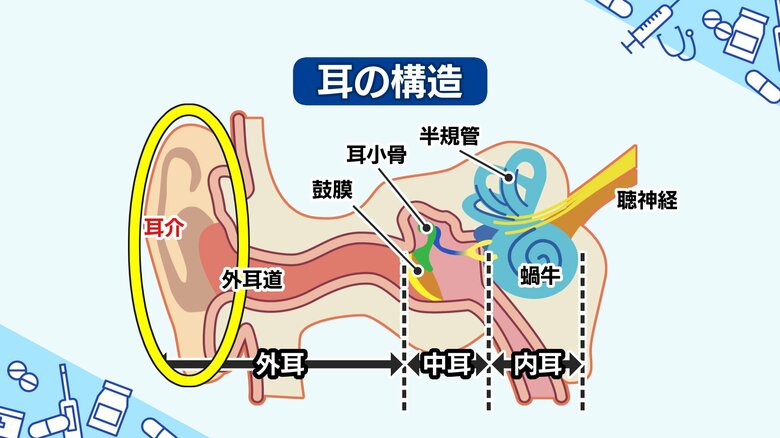耳の構造