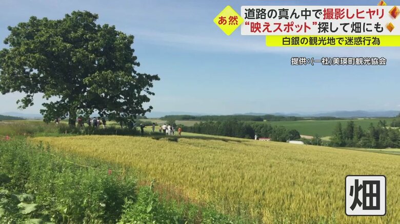 この撮影スポット周辺の畑。踏み荒らされると、農業ができなくなってしまう