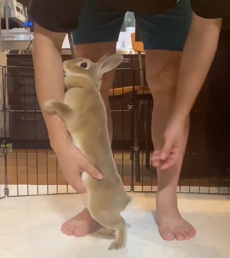 「なでて」と飛びついてアピール