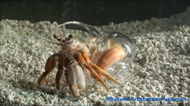 貝殻に入るまで(4)。納得したご様子(画像提供：すさみ町立エビとカニの水族館)