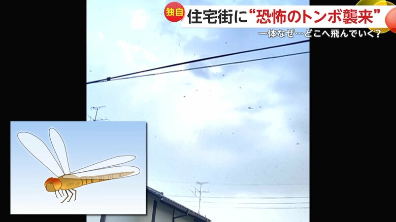 空を埋め尽くすほどの無数の黒いツブ