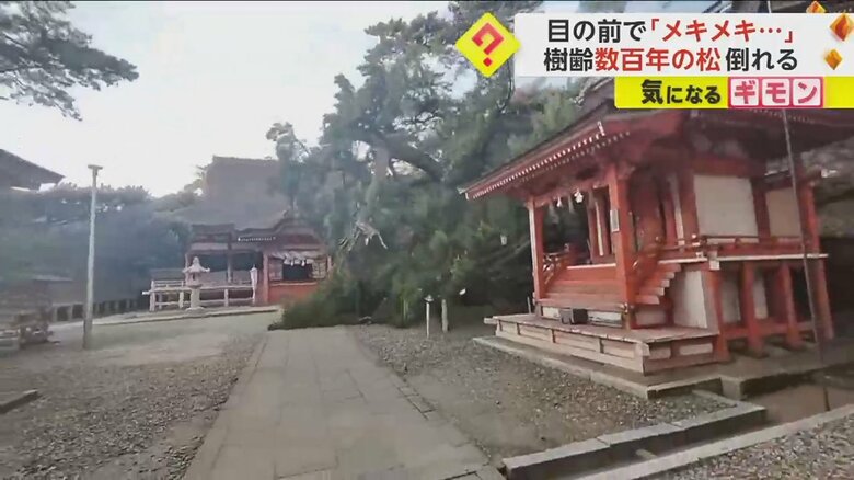 樹齢数百年の松の木が倒れる瞬間⑤