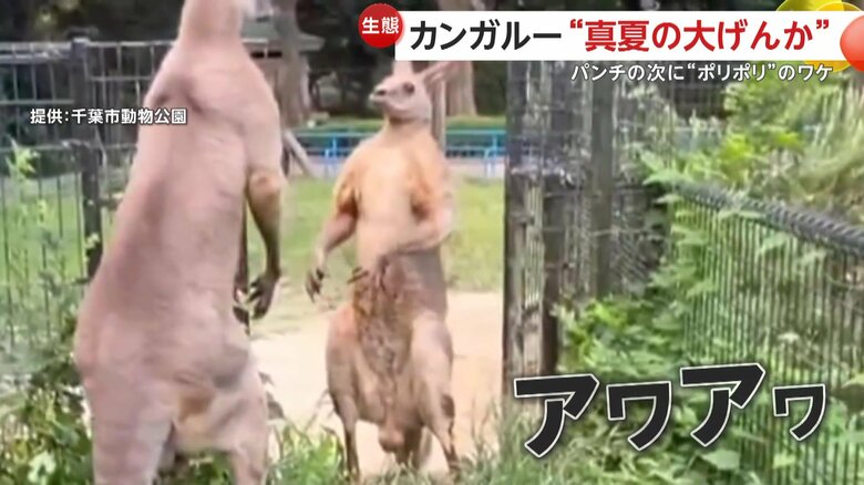 「ウニ」の威厳に及び腰の「ゴローマル」