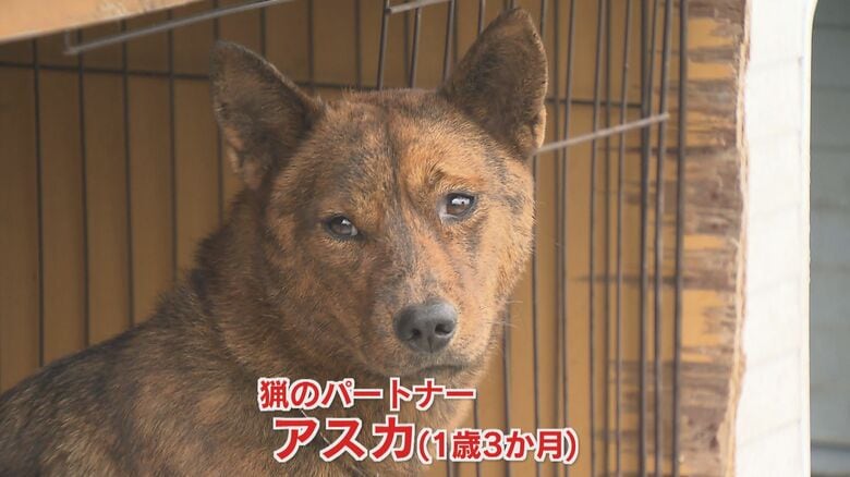 今回のパートナー　猟犬の「アスカ」