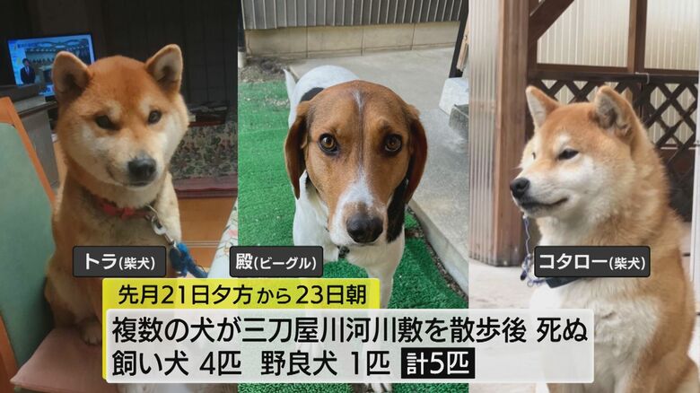 散歩後に不審死した飼い犬