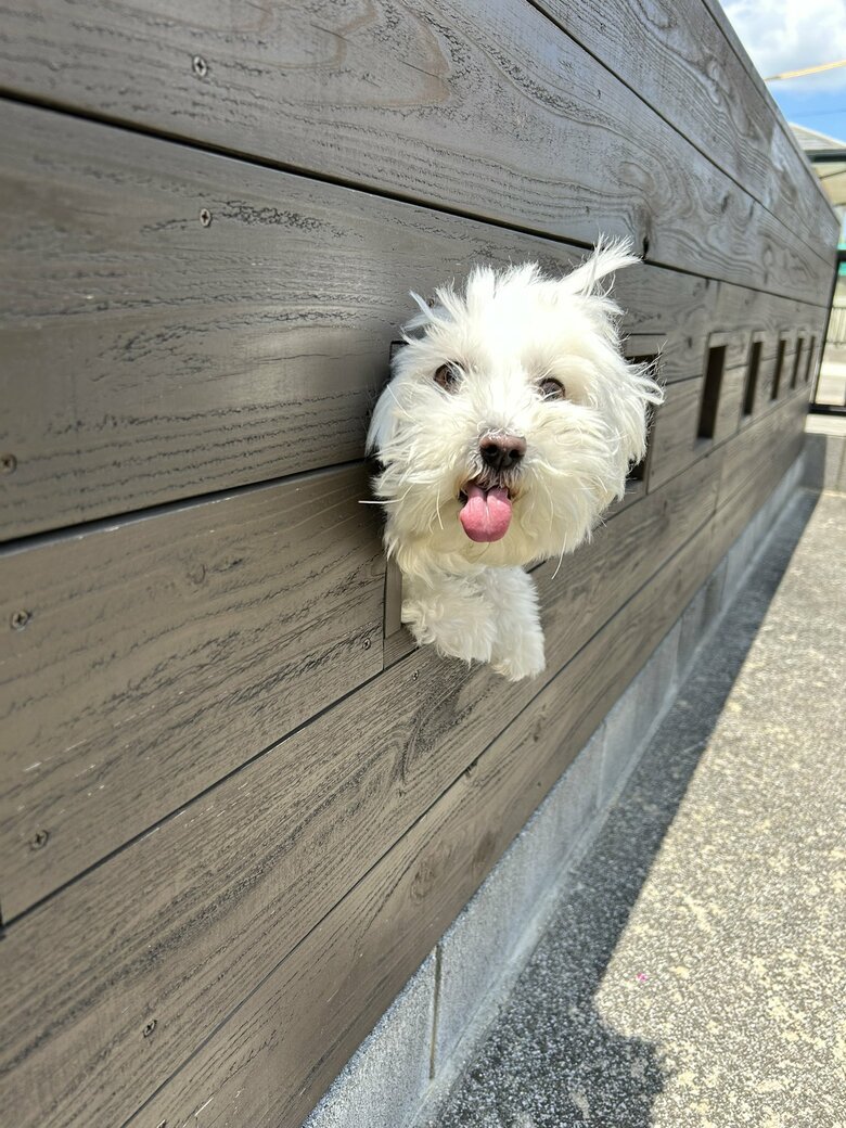 （画像：飼い主さん提供）