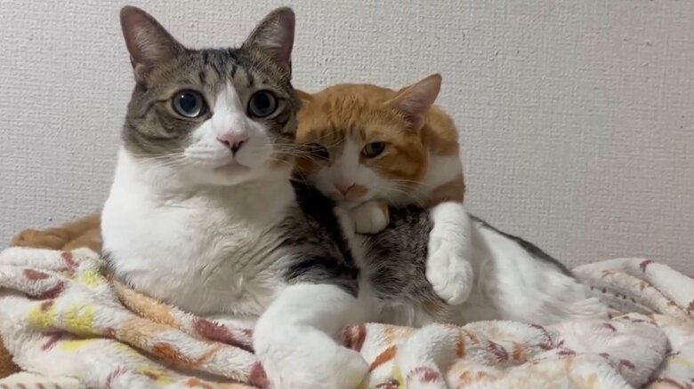 つくしくんにべったりな、きなこくん