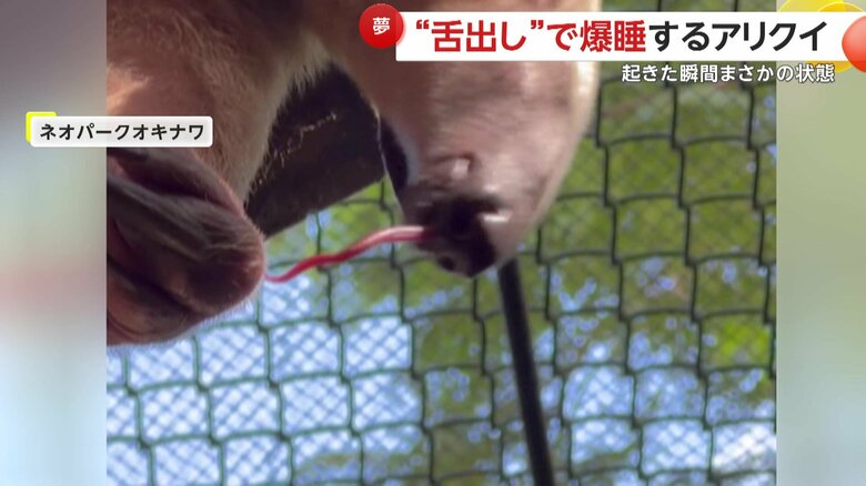 手にくっついてしまった舌（映像提供：ネオパークオキナワ）