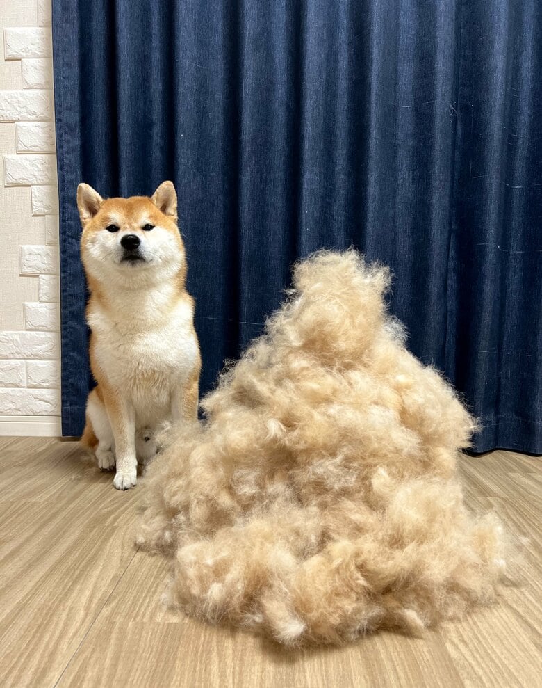 こむぎくんは1日で抜けた柴犬の換毛期でも話題に（提供：@Shibamugi28）