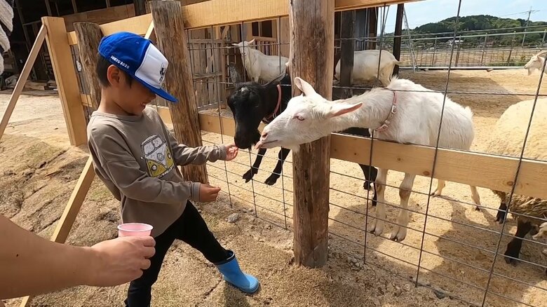 ヤギとのふれあいの様子