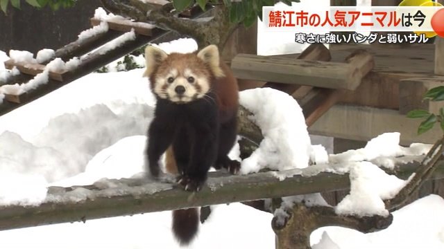 雪にもカメラにも興味津々