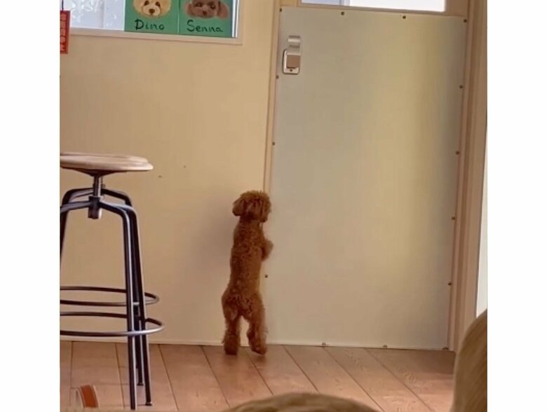 ドアをカシャカシャ（提供：トイプードル ディノセナとジュリさん）