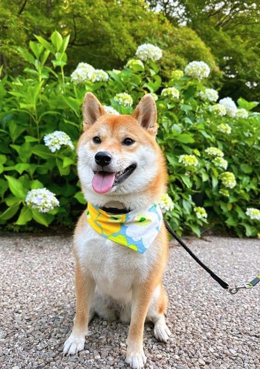 提供：柴犬はらみさん