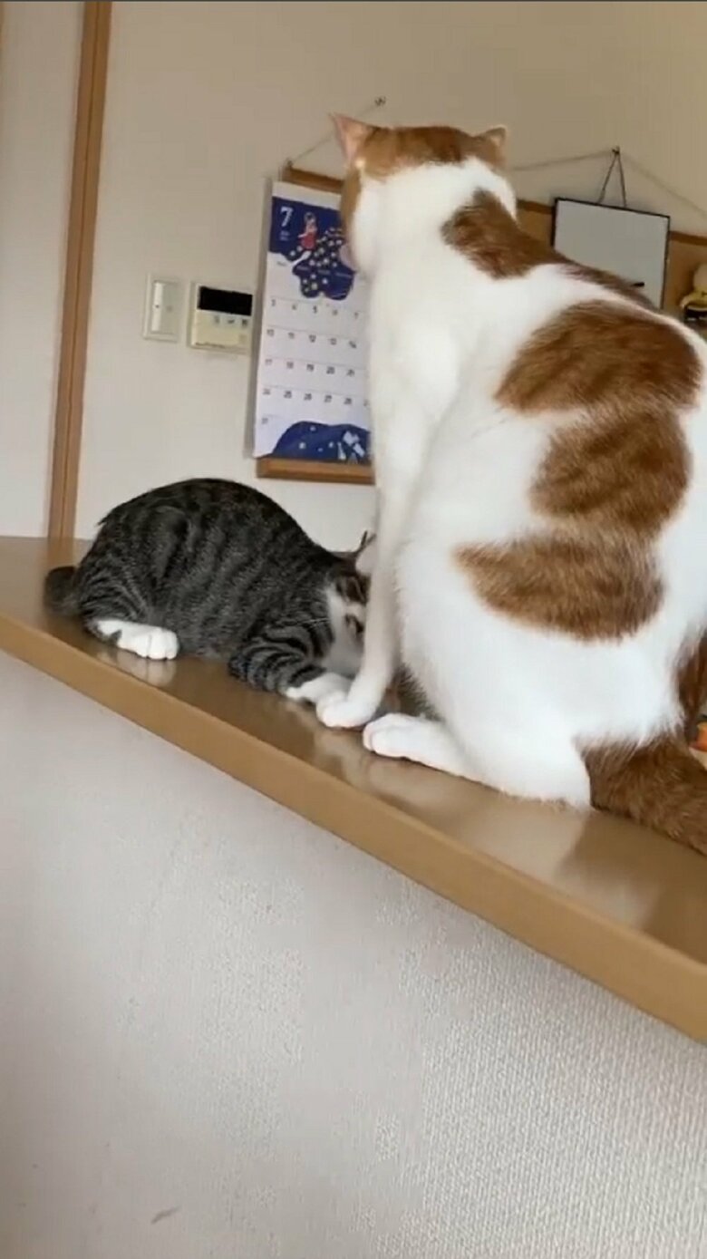 頭にポン！