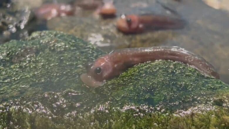 石に吸い付く様子　画像提供：アクアス