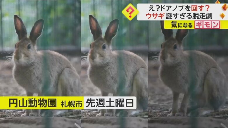 円山動物園から脱走したエゾユキウサギ