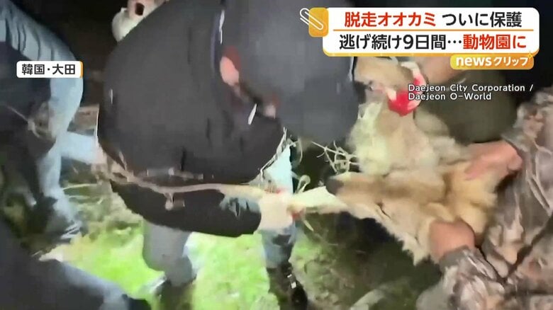 水路から引きあげられたオオカミ